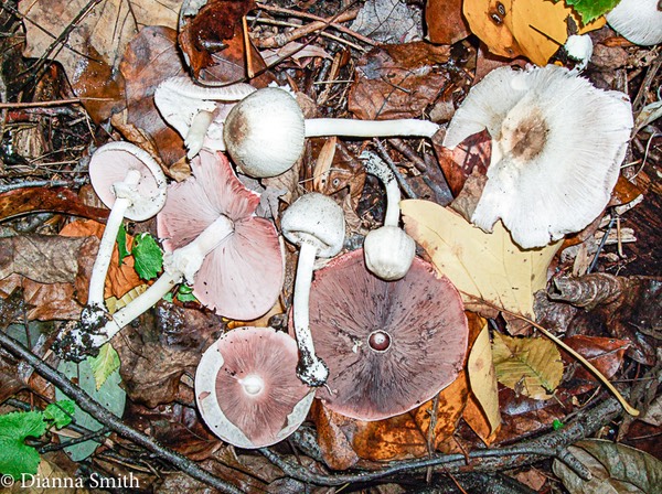 Agaricus abruptibulbus1066