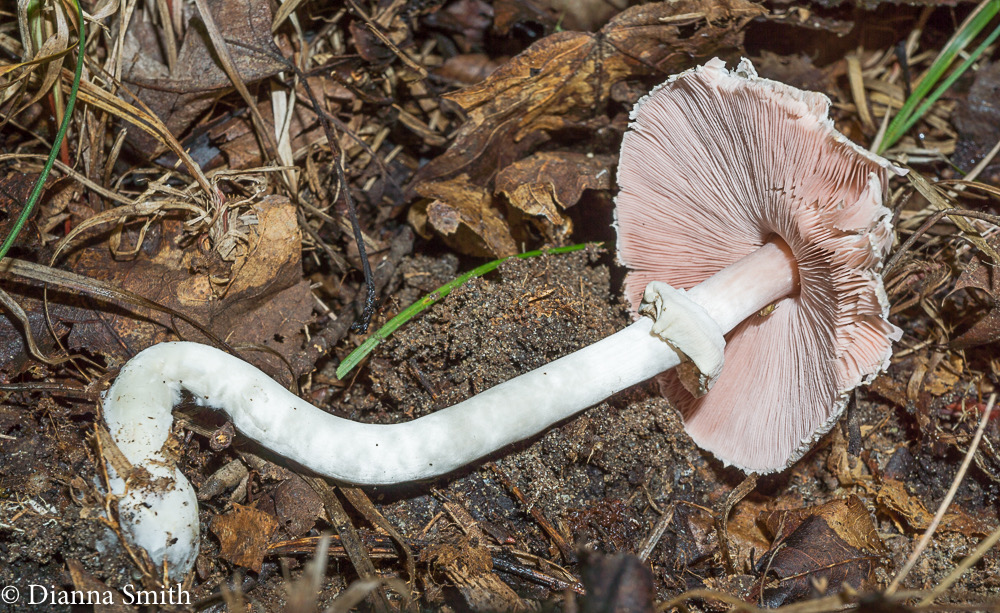 Agaricus abruptibulbus 06482
