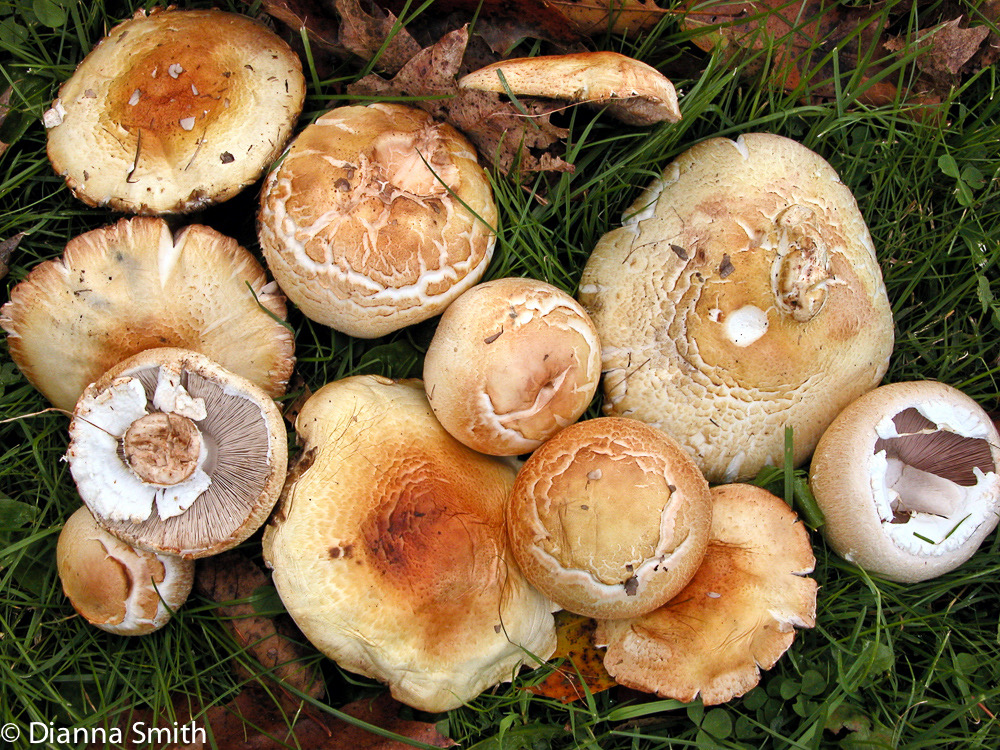 Agaricus arvensis9374