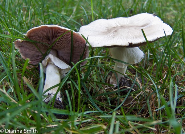 Agaricus campestris2740