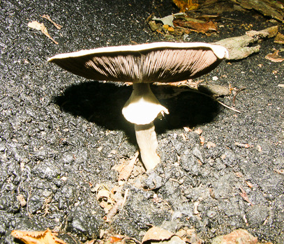 Agaricus placomyces through asphalt1814