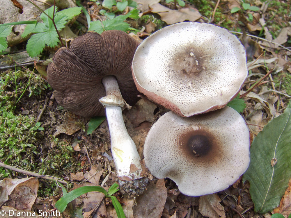 Agaricus placomyces1296