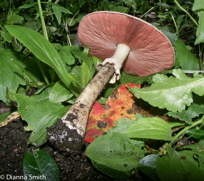 Agaricus placomyces3394