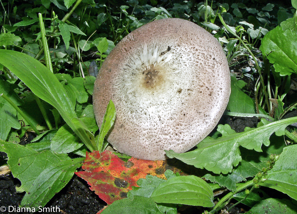 Agaricus placomyces3395-2