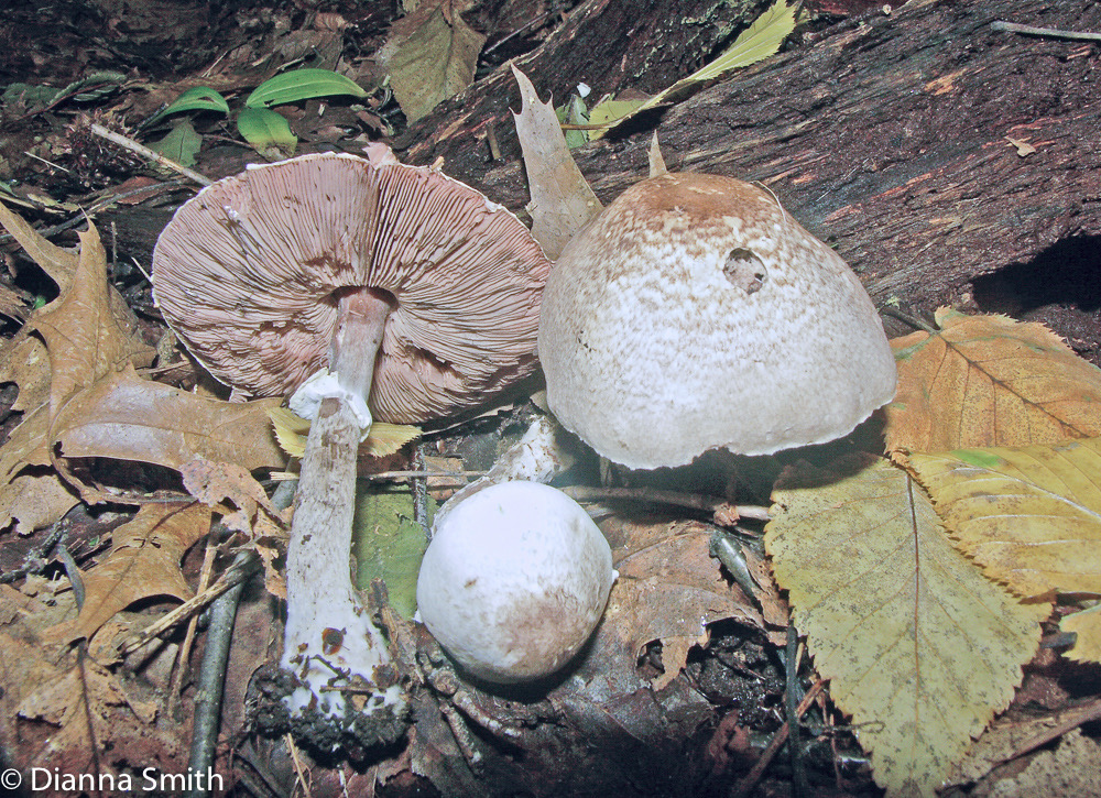 Agaricus placomyces3633