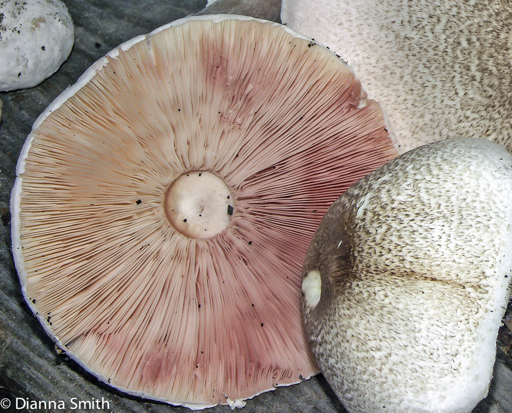 Agaricus placomyces3732