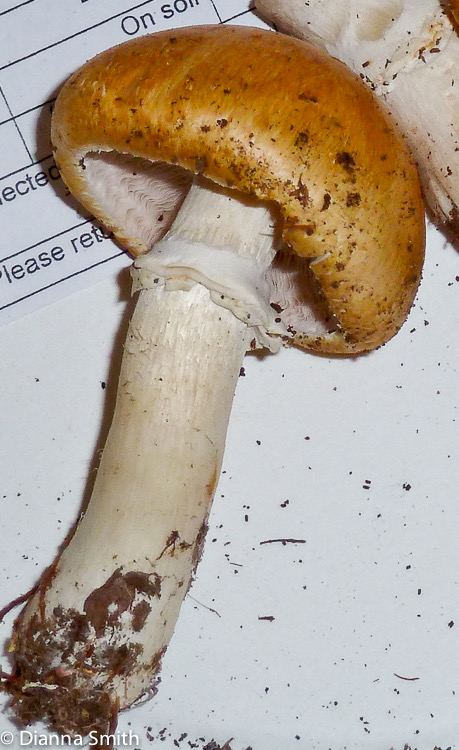 Agaricus subrufescens1020805