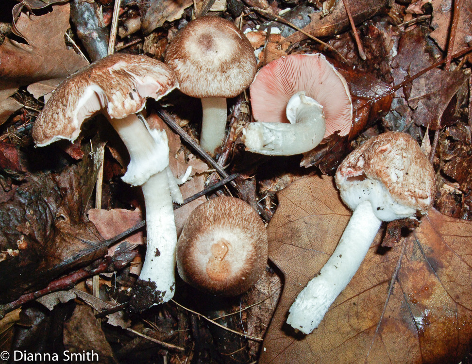 Agaricus subrufescens1127