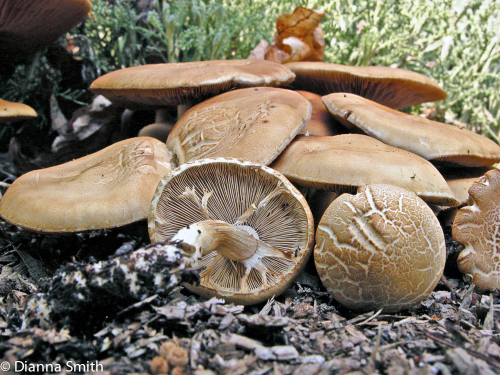 Agrocybe dura9726