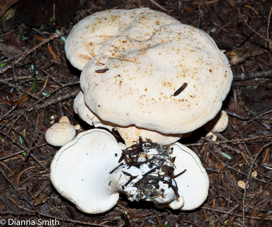 Albatrellus ovinus-02646