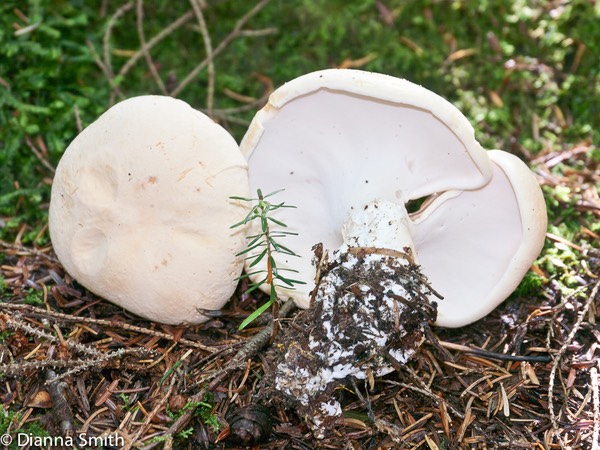 Albatrellus ovinus 1010596
