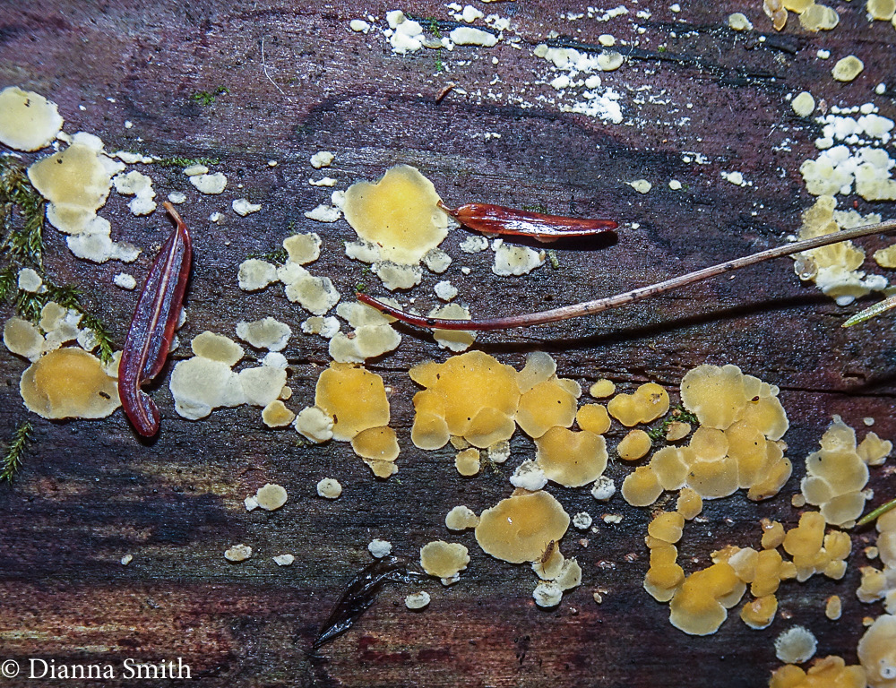 Aleurodiscus amorphus 04831