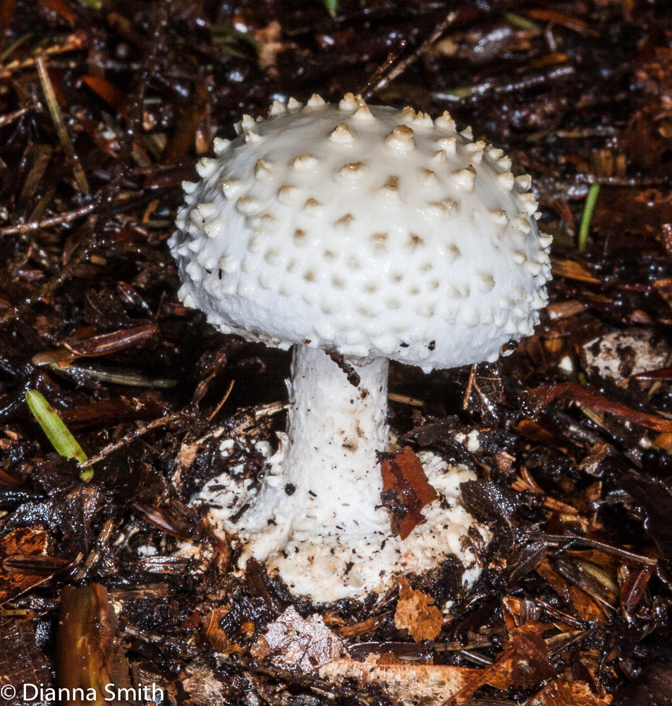 Amanita abrupta 6539
