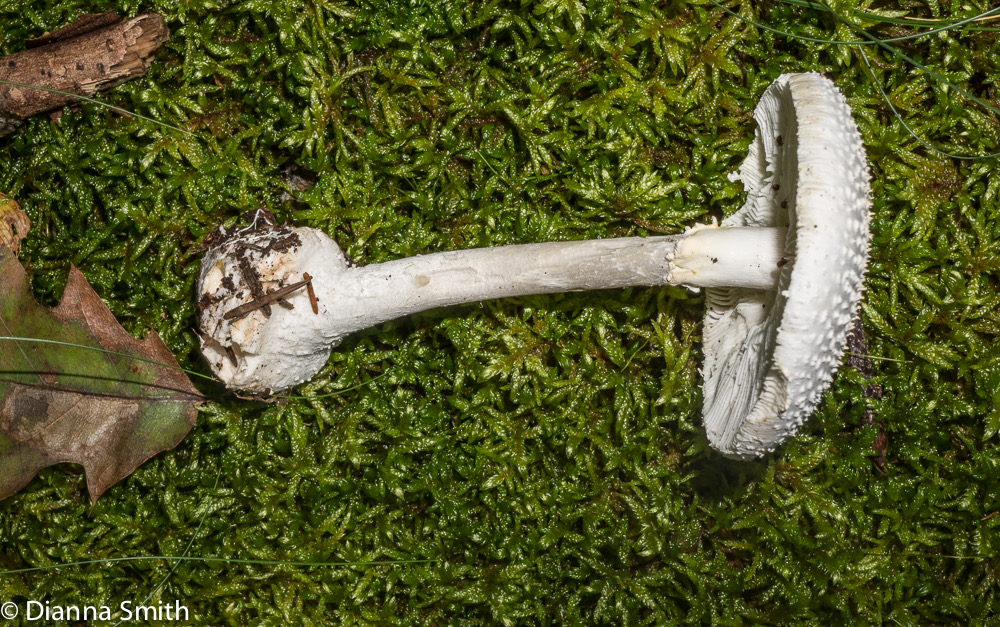 Amanita abrupta?01887