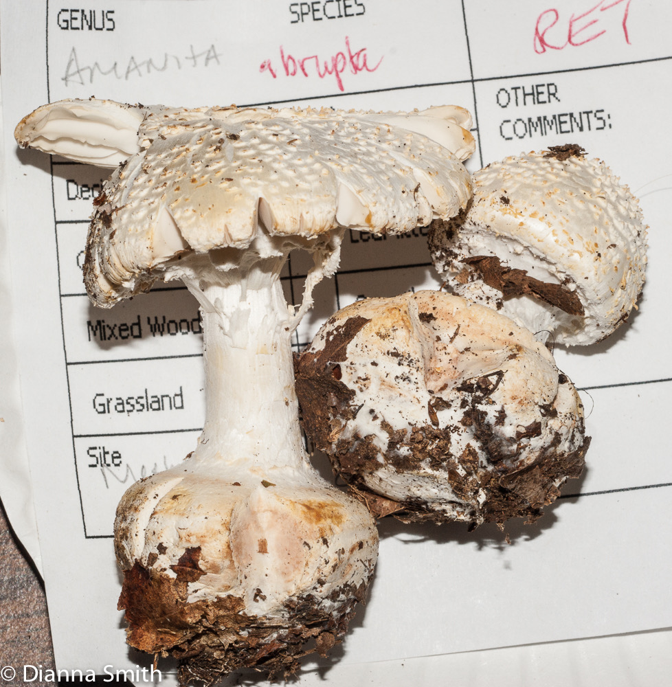 Amanita abrupta03268