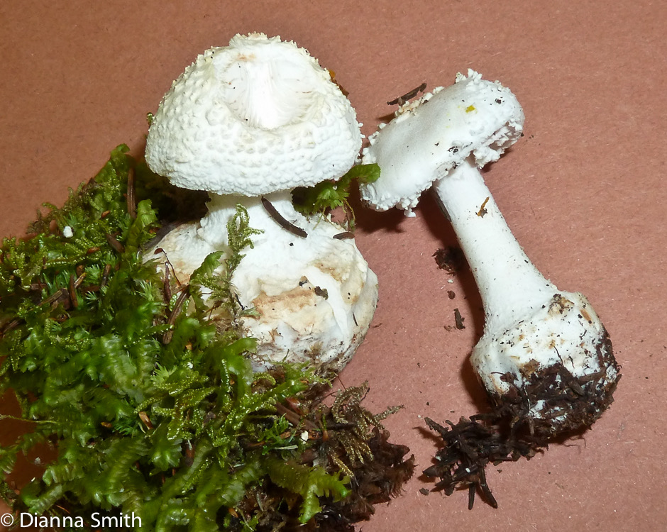 Amanita abrupta1020075