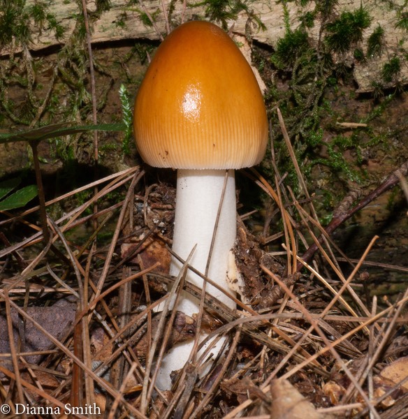 Amanita amerifulva1010187