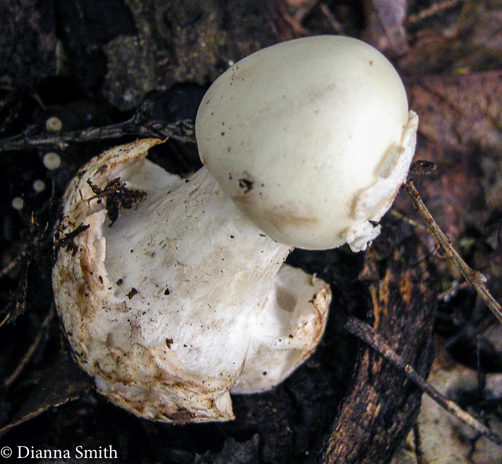 Amanita brunnescens v pallida6416
