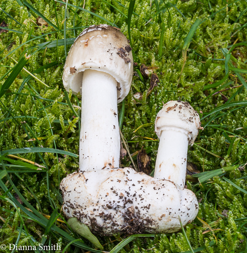 Amanita brunnescens var. brunnescens02696