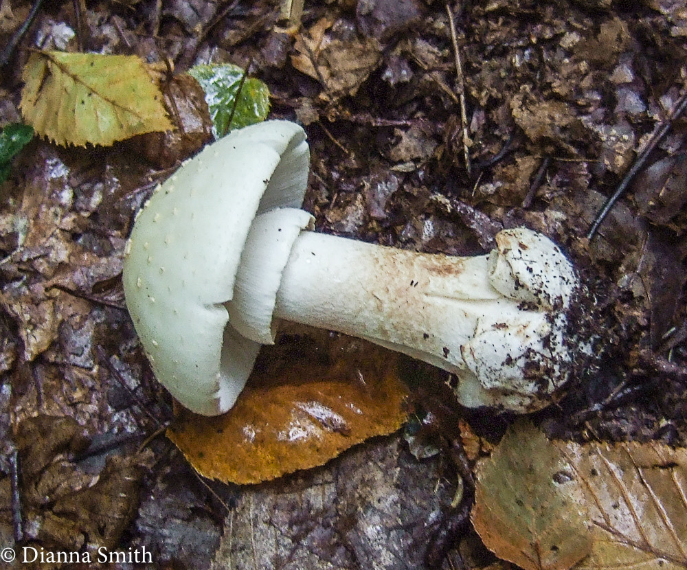 Amanita brunnescens var. pallida6682