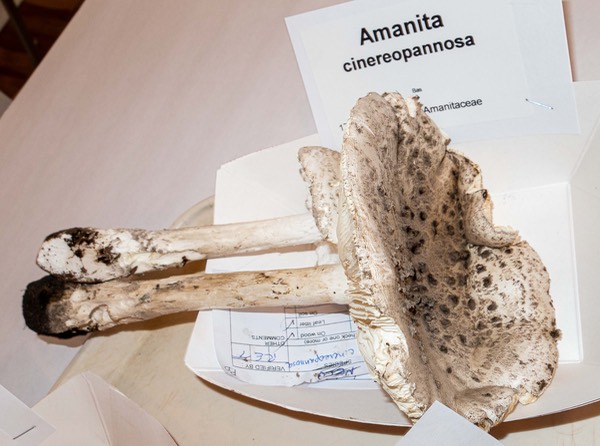 Amanita cineropannosa 3137