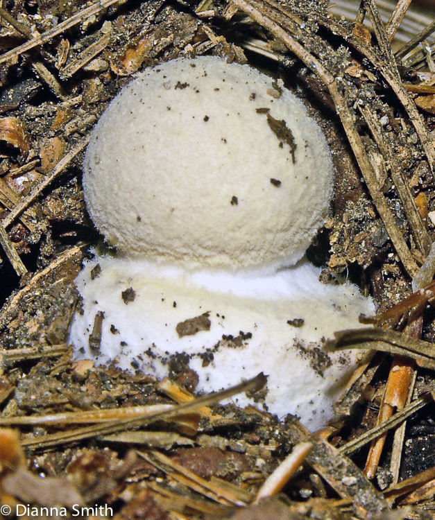 Amanita crenulata 3896