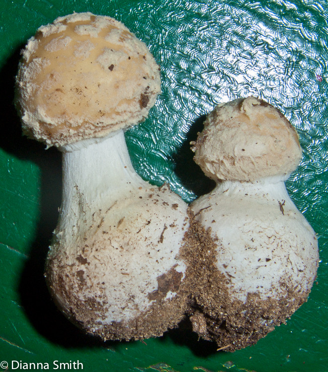 Amanita crenulata0156