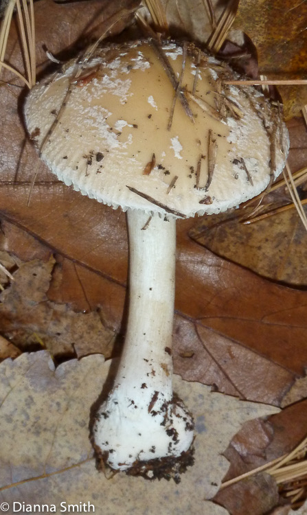 Amanita crenulata1030085