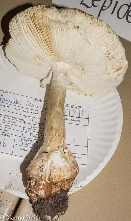Amanita daucipes01544
