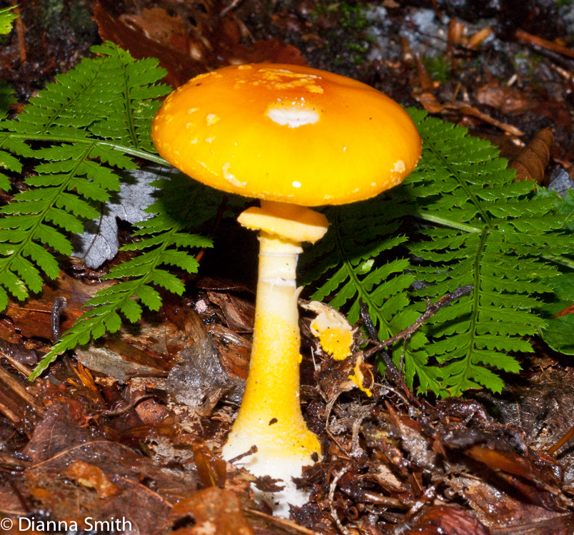 Amanita flavoconia grp01955