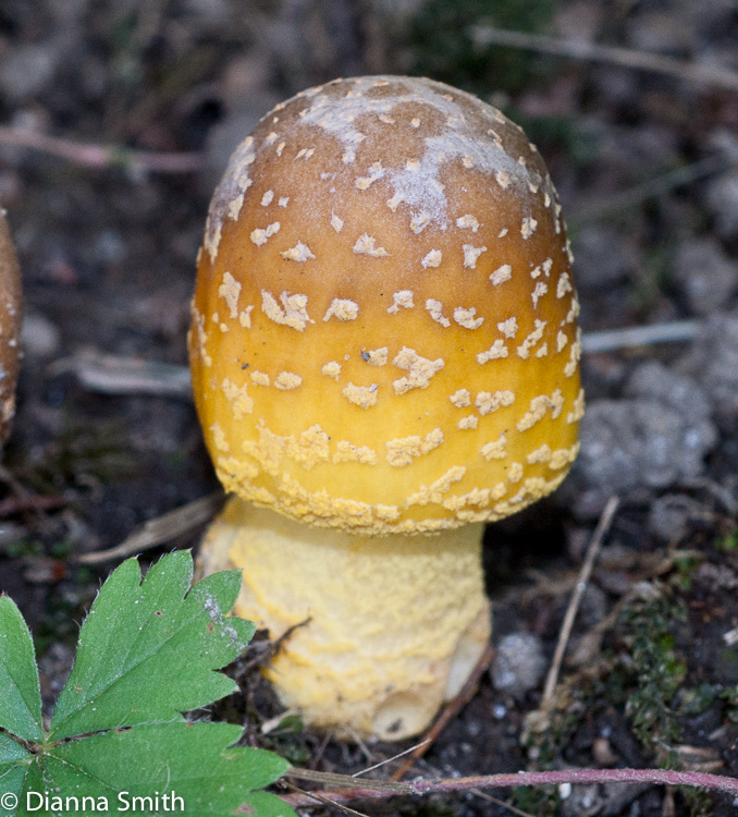 Amanita flavorubens01584