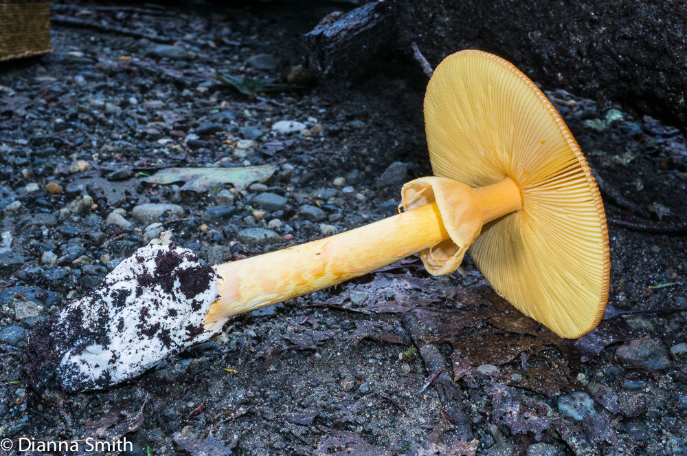 Amanita jacksonii 05508