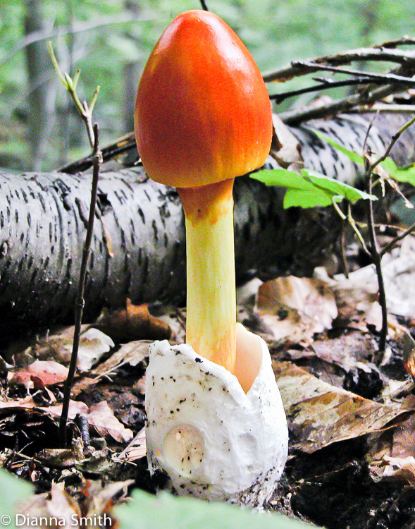 Amanita jacksonii5718