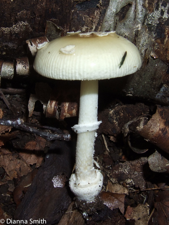 Amanita multisquamosa (Amanita cothurnata)3855