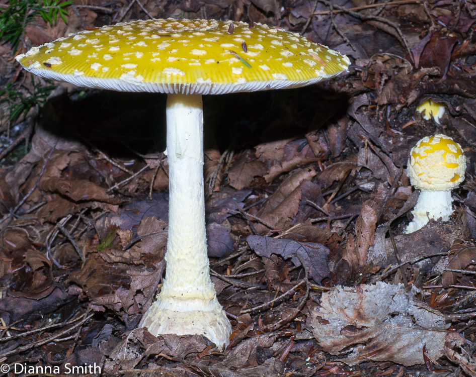 Amanita muscaria var. guessowii1020577