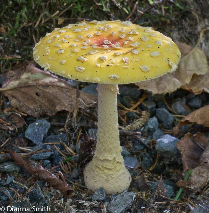 Amanita muscaria var. guessowii1020643