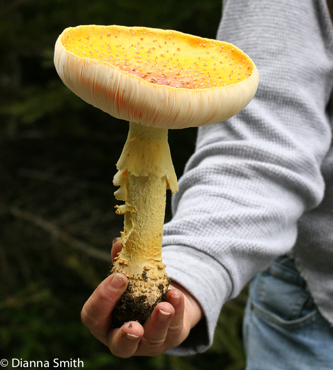 Amanita muscaria var. guessowii 1088