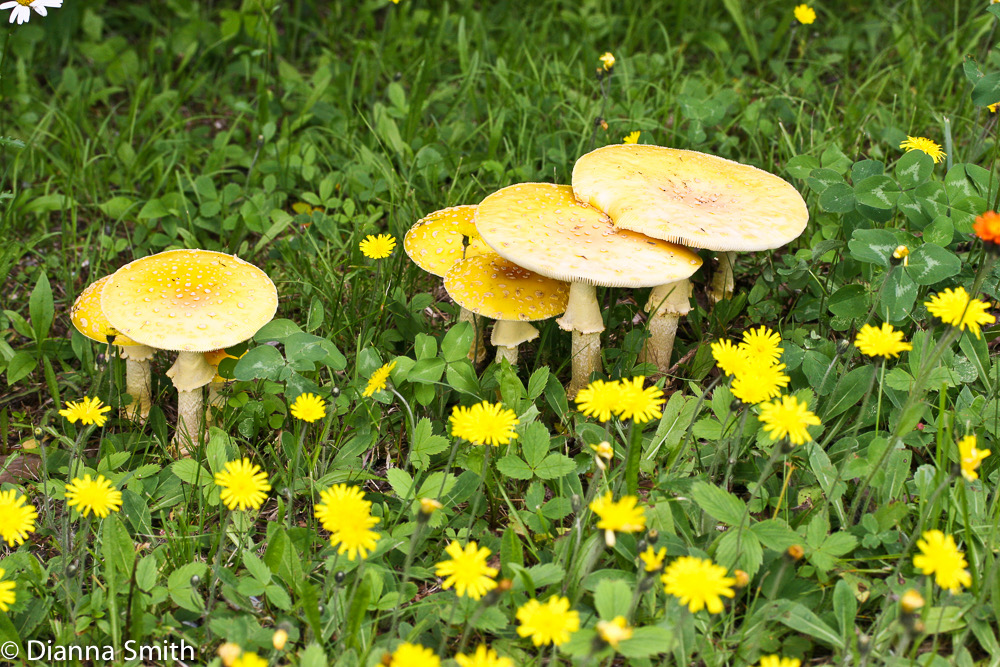 Amanita muscaria 1120