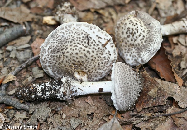 Amanita onusta_0871