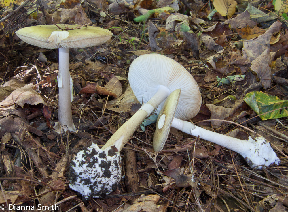 Amanita phalloides6077