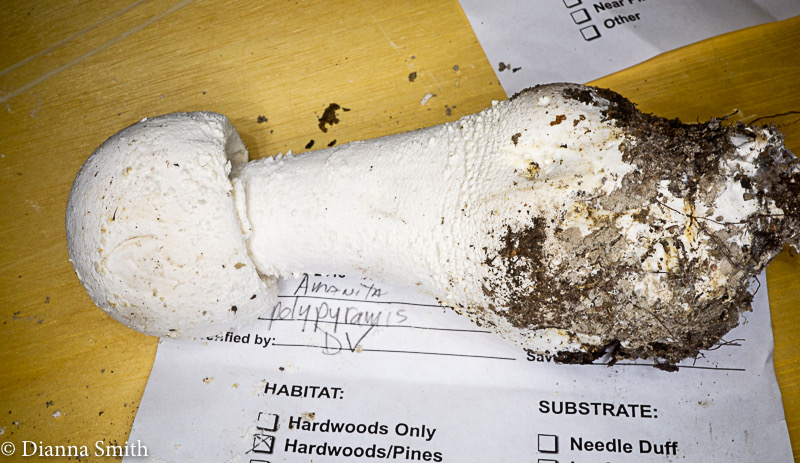 Amanita polypyramis04000