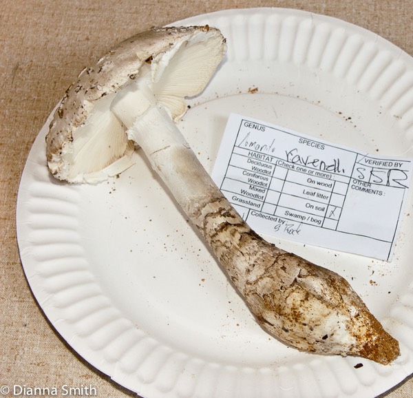 Amanita ravenellii6813
