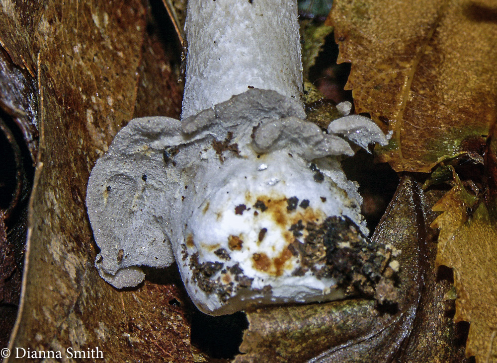 Amanita rhacopus, (borealisorora, ceciliae)4441