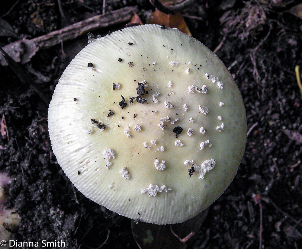 Amanita russuloides (gemmata)6302