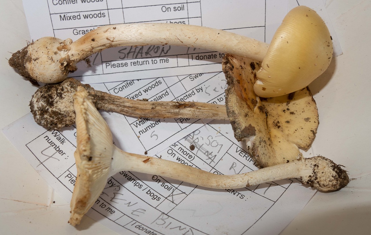 Amanita S01  3165