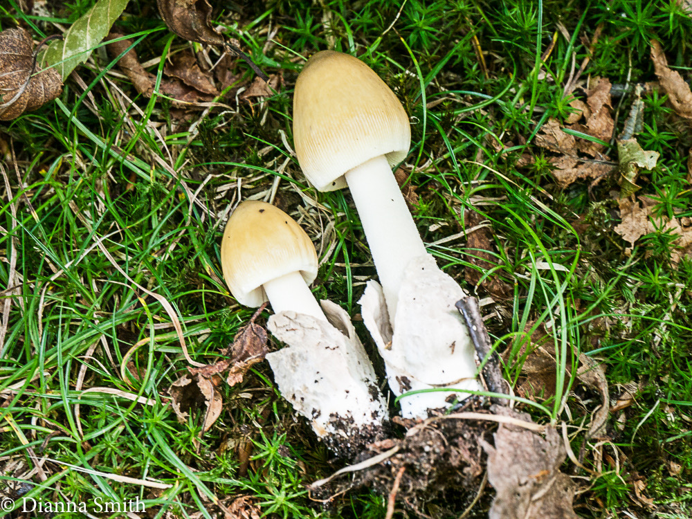Amanita sinicoflava 1010014