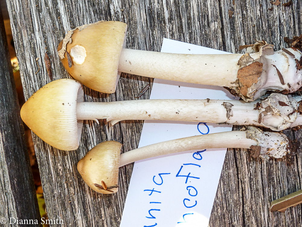 Amanita sinicoflava1030015-2