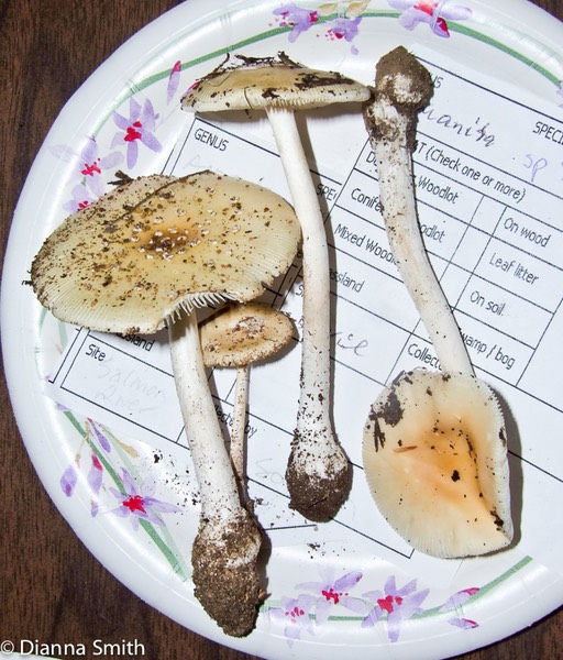 Amanita sp. N53  019