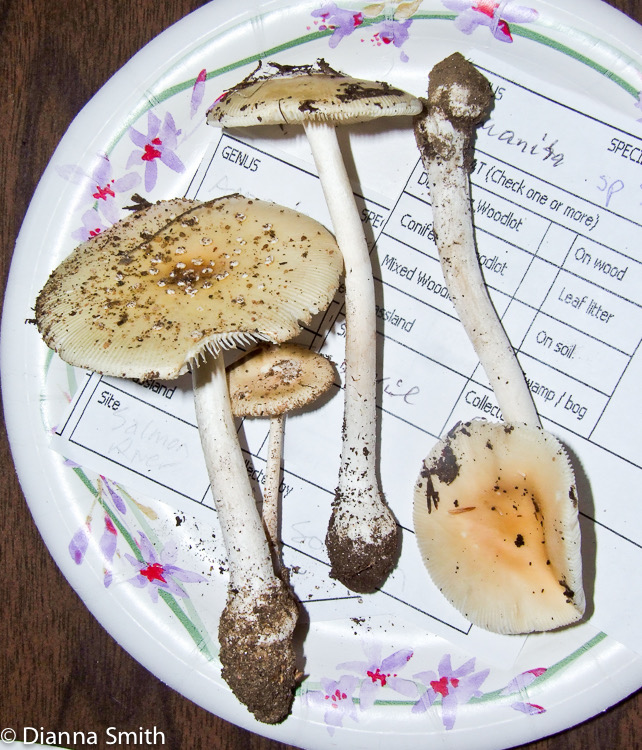 Amanita sp. N53  019