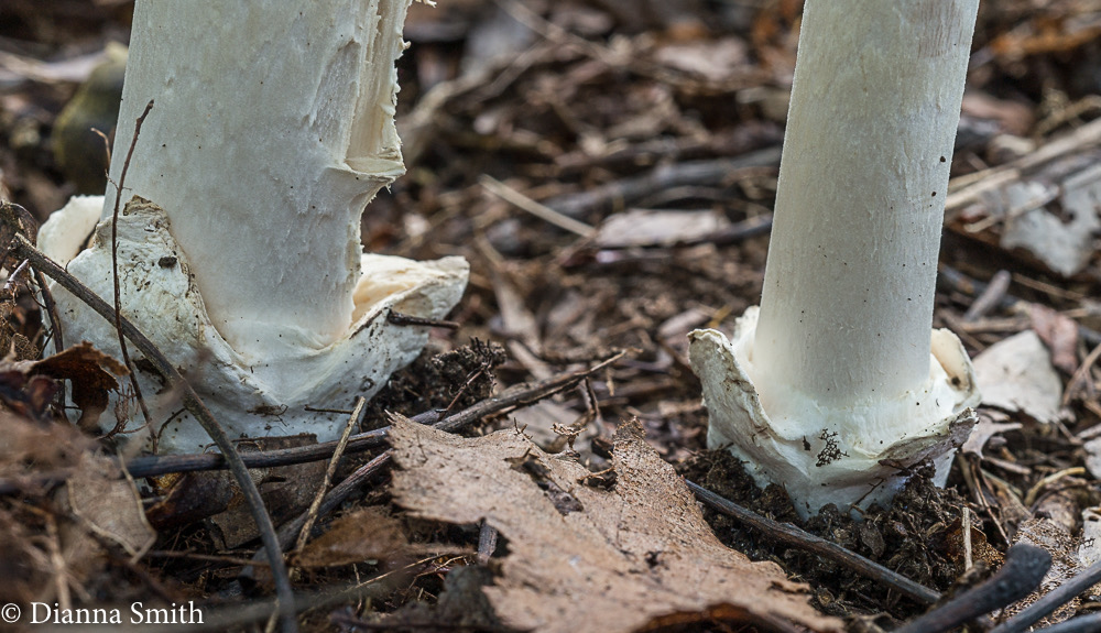 Amanita spreta 01089